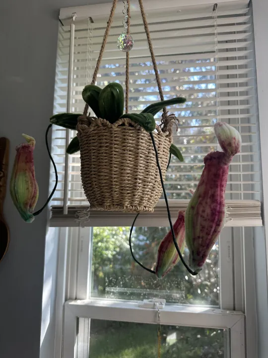A woven basket of wire pitcher plants hanging in a sunny window