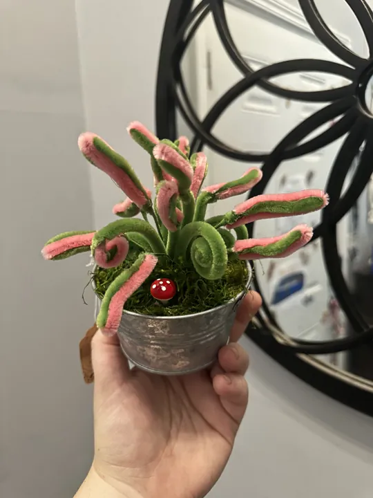 A pink-tipped wire sundew with curling leaves in a small pot